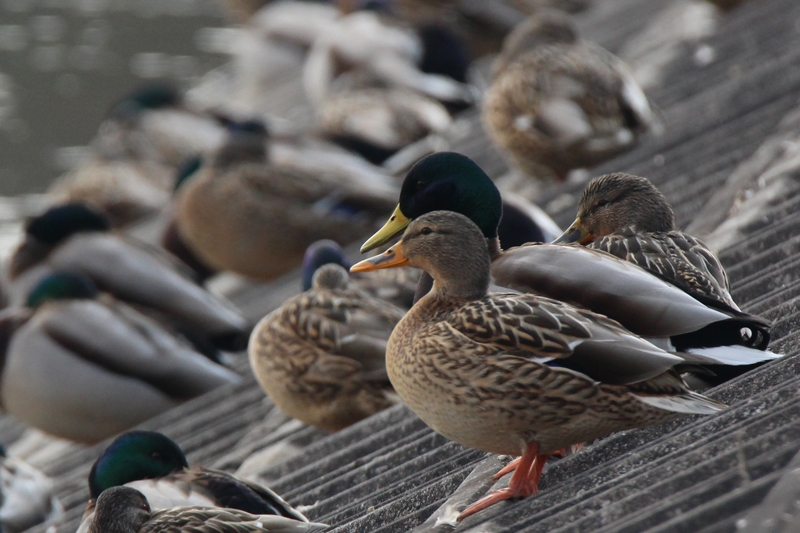600mm f8 SS1/800 ISO800