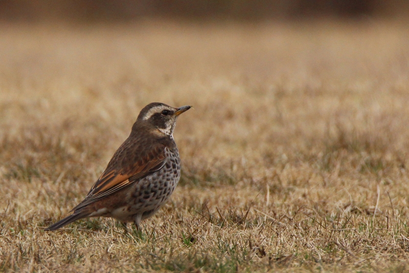 600mm f8 SS1/800 ISO1000