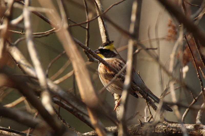 600mm f8 SS1/800 ISO800