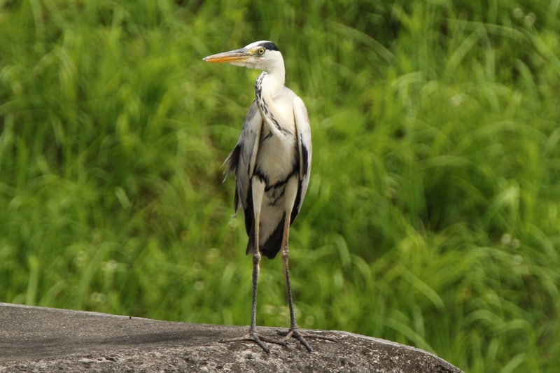 600mm f6.3 SS1/1000 ISO320@g~OL