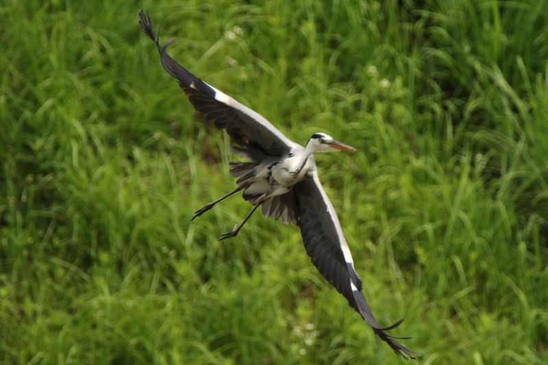 600mm f6.3 SS1/1000 ISO320@g~OL