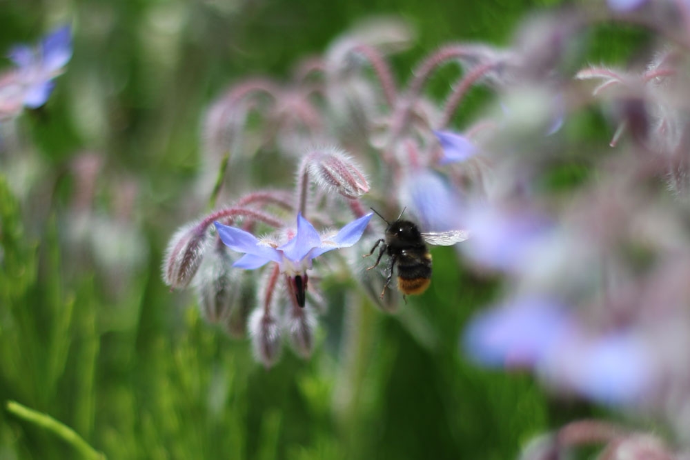 50mm f/1.8 1/4000 ISO-100 g~O