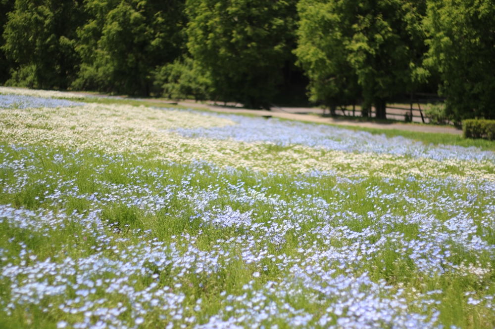 50mm f/1.8 1/8000 ISO-100