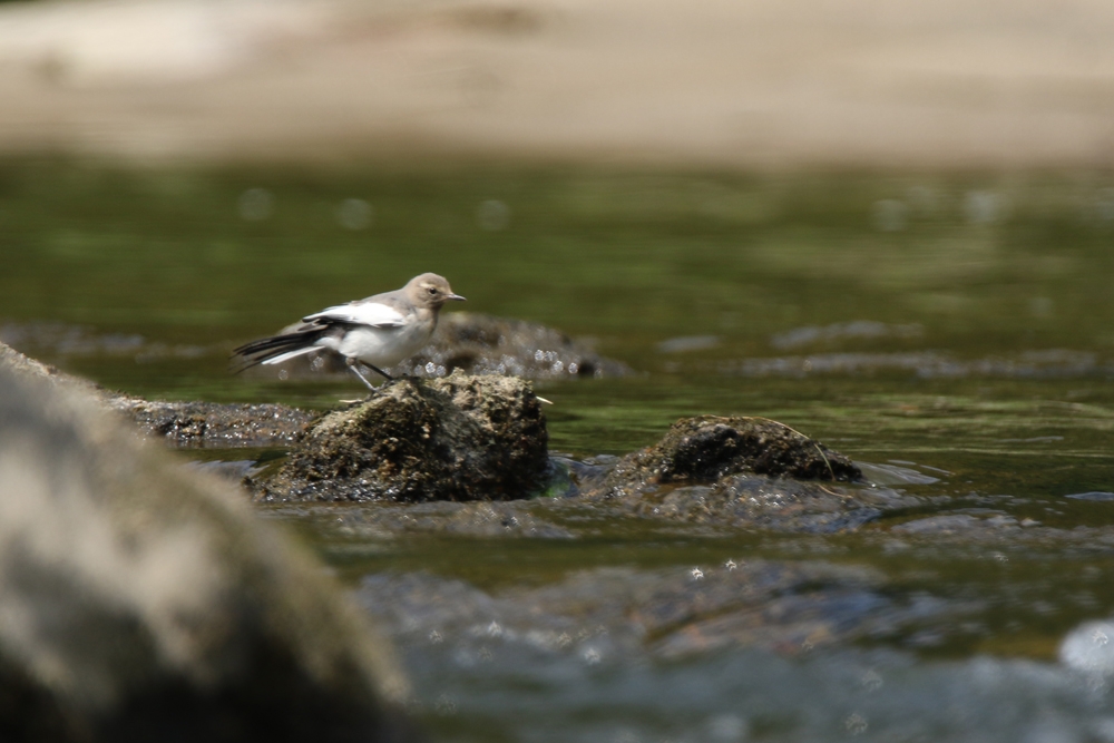 600mm f/6.3 1/800 ISO-250 g~OL