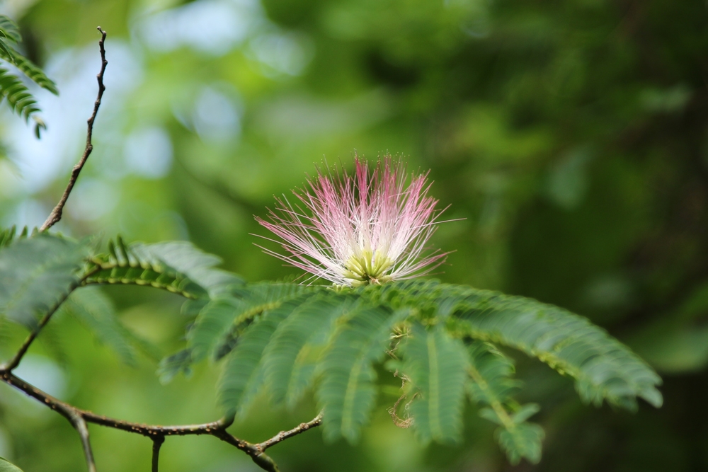 70mm f/2.8 1/800 ISO-100 g~OL