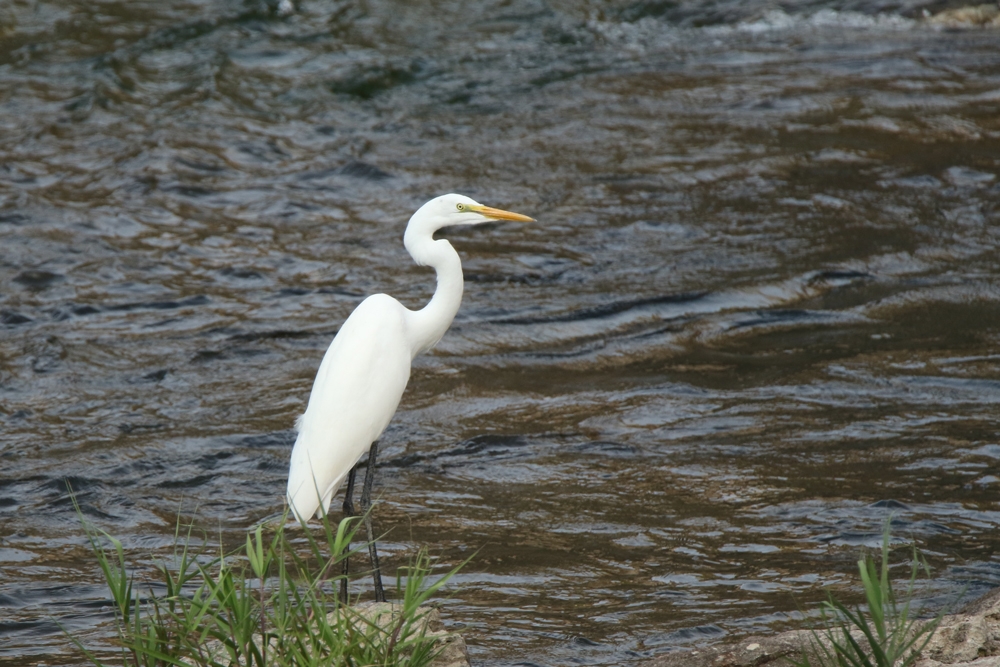 600mm f/6.3 1-800 ISO-640 g~OL