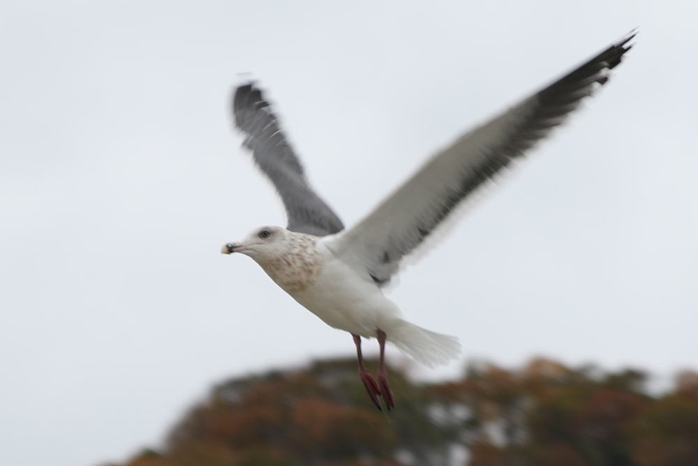 70mm f/2.8 1/200 ISO-100 g~OL