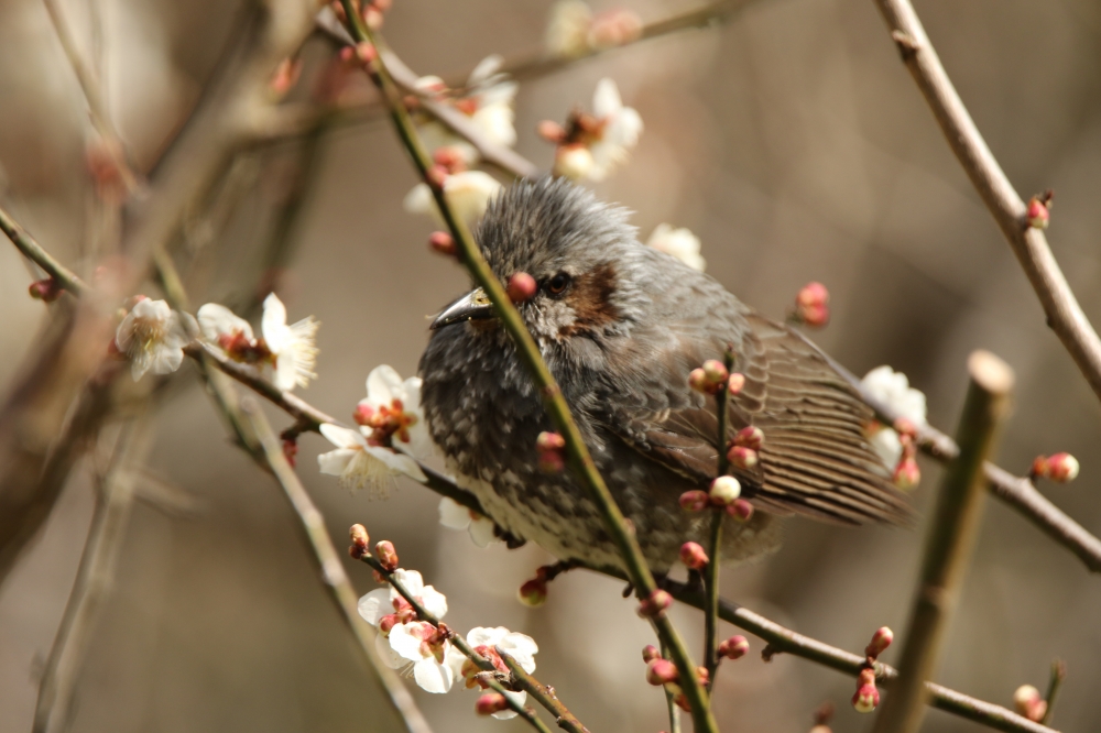 600mm f/6.3 1/800 ISO-320