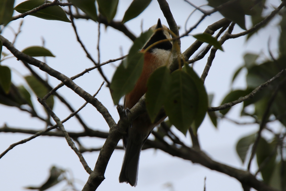 600mm f/6.3 1/800 ISO-250 g~O