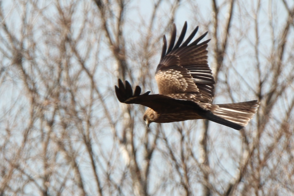 600mm f/6.3 1/1000 ISO-400 g~O